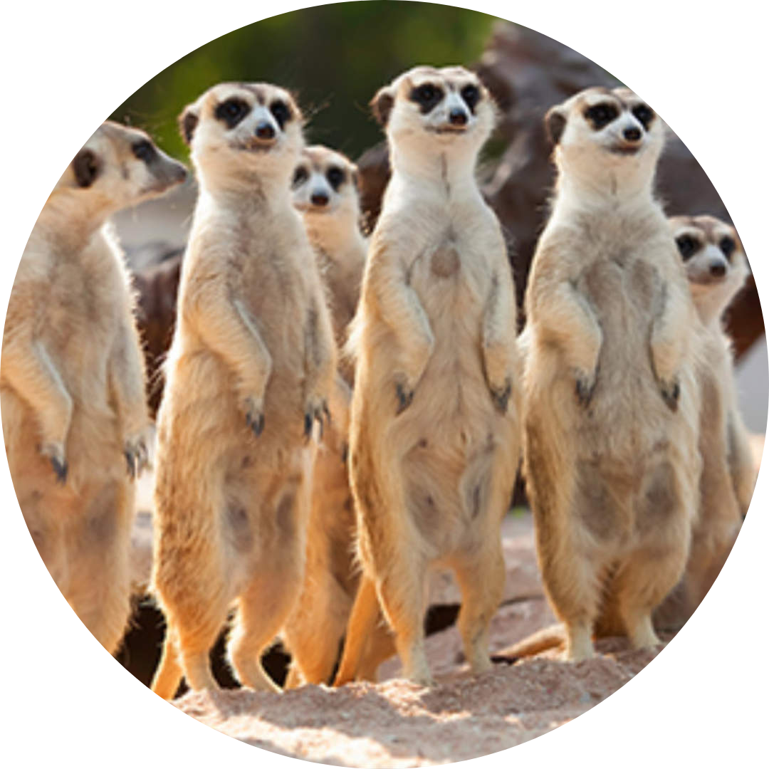 Circle Image of meerkats representing My lifejars tribe access